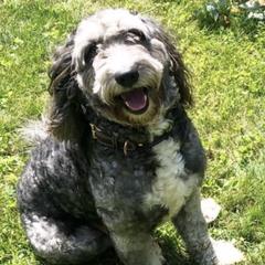 Labradoodles from M & E Labradoodles
