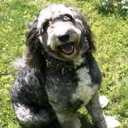 Labradoodles from M & E Labradoodles