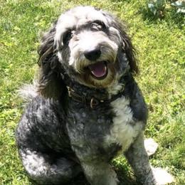 Labradoodles from M & E Labradoodles