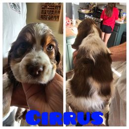 Cirrus - Tri-Roan male English Springer Spaniel puppy in Spokane, Washington from Prairie Lane Springer Spaniels