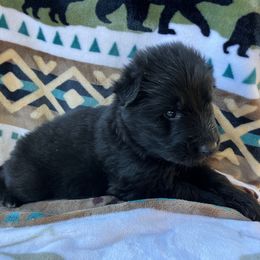 Aries - Black male German Shepherd puppy in Walla Walla, Washington from Silver Knight Shepherds