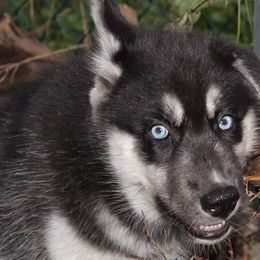 Siberian Husky Puppies from Diamond's Huskies in the Ruff