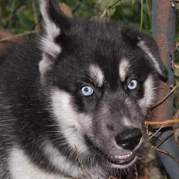 Siberian Husky Puppies from Diamond's Huskies in the Ruff