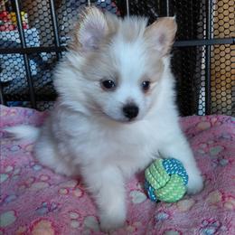 Mikee - Cream parti male Pomeranian puppy in Linwood, North Carolina from My Tiny Paws