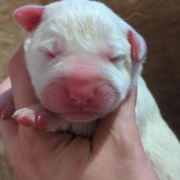 Girl 1 - White female Central Asian Shepherd Dog puppy in Mena, Arkansas from Red Desert Australian Cattle Dogs