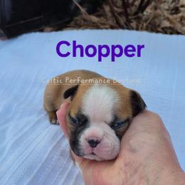 Boy 2 - Red male Boston Terrier puppy in Griffin, Georgia from Celtic Kennel Bostons
