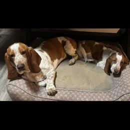 Mr. Peanut - Mahogany and white male Basset Hound puppy in Fayetteville, Arkansas from Heyliger Hounds