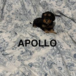 Appollo - Black and tan male Cavapoo puppy in Sherwood, Michigan from Patrick's Puppies