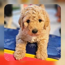 Tootsie - Apricot female Goldendoodle puppy in Harris County, Texas from Cute & Curly Doodles