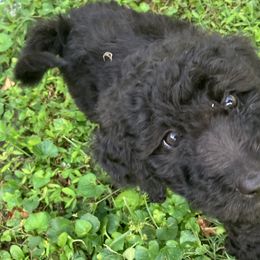 Oreo - Black Bernedoodle puppy in North Carolina from Morteo Bernadoodles