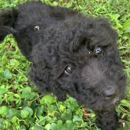Oreo - Black Bernedoodle puppy in North Carolina from Morteo Bernadoodles