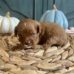 Newton - Red male Cavapoo puppy in Beresford, South Dakota from DAKOTA DOOD RANCH
