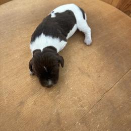 Lilly - Liver roan female German Shorthaired Pointer puppy in Bainbridge, Georgia from Chapman Bird Dogs