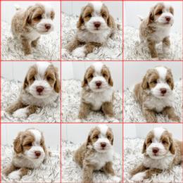 Bernedoodle, Goldendoodle, and Golden Mountain Doodle Puppies from Magic Valley Family Doodles