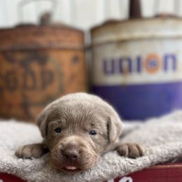 Pippin - Silver male Dilute Retriever puppy in Puyallup, Washington from 12 Door Farm Labradors