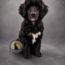 Cartwright's Peter the Restored Rock - Black male Poodle puppy in Albany, Kentucky from Impressive Cartwright Standards