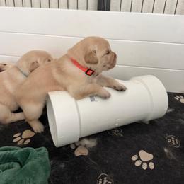 Orange - Golden female Golden Retriever puppy in Van Alstyne, Texas from Grace N Goldens