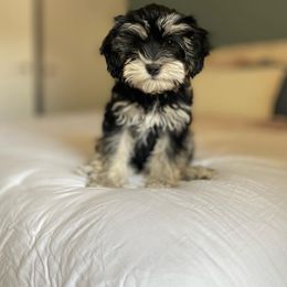 Bernedoodle, Boxer, Goldendoodle, Havapoo, and Poodle Puppies from Lady Paws Puppies