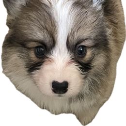 Freedom - Sable male Pembroke Welsh Corgi puppy in Hueytown, Alabama from AAA Corgis