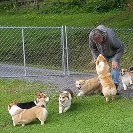 Pembroke Welsh Corgis from Virginia Highland Corgis