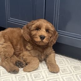 PB - Red male Australian Labradoodle puppy in Orange, California from Little Kingdom Doodles