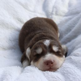 Male 1 - Red and white male Siberian Husky puppy in Bly, Oregon from Hill Top Huskies