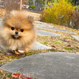 Pomeranian Puppies from Teddy-Faced Teacup Pomeranians