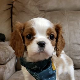 Cavalier King Charles Spaniel Puppies from The Heritage Garden