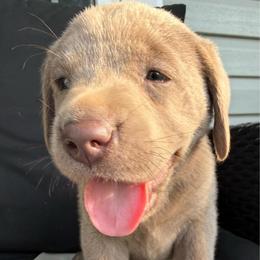 Purple- Silver - Silver female Dilute Retriever puppy in Marion, Illinois from Summer Lovin’ Labradors of Southern Illinois