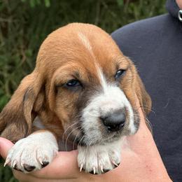 Female 2 - Mahogany and white female Basset Hound puppy in Lindley, New York from Hill Top Basset Hounds & Cane Corso