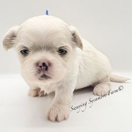 White and Gold Male - Blue - Gold and white male Shih Tzu puppy in Crawfordsville, Indiana from Swaying Sycamore Farm