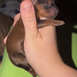 Cedar - Sable male Dachshund puppy in Lufkin, Texas from Dixie Chic Frenchies