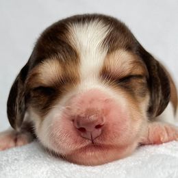 Coral - Piebald female Dachshund puppy in Winamac, Indiana from WZ Kennels