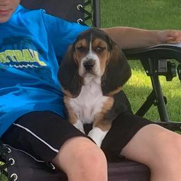 Beagle Puppies from Bachman’s Kennel
