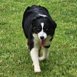 Australian Shepherds and Miniature Australian Shepherds from Mountain Movers Ranch