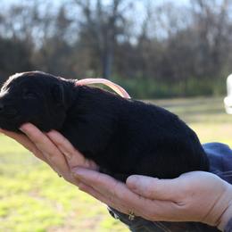 Lizzie - Black female German Shepherd puppy in Ratcliff, Arkansas from Ridgeline Shepherds