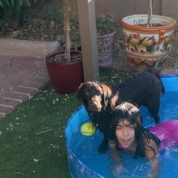 Labrador Retriever Puppies from Hanova Labradors