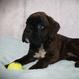 Boxer Puppies from Big Mac Boxers