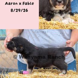 Boy 1 - Blue fawn male Anatolian Shepherd Dog puppy in Fort Collins, Colorado from Wanyama Ranch Anatolians