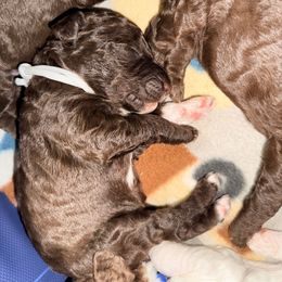 Chocolate Female (white sock) - Brown female Poodle puppy in Mendenhall, Mississippi from Red Bayou Kennels, LLC