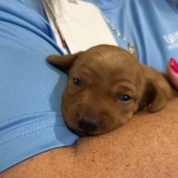 Boy 1 - Chocolate male Dachshund puppy in Mobile, Alabama from Lady and the Tramp Dachshunds