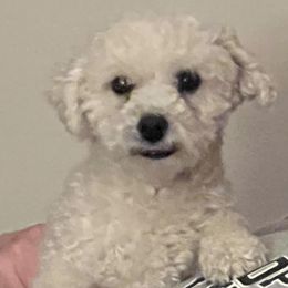 Bichon Frises from Bernice’s Beautiful Bichons