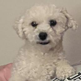 Bichon Frises from Bernice’s Beautiful Bichons