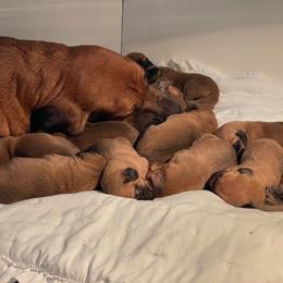 Male 2 - Red male Bloodhound puppy in Paoli, Indiana from Houndsarunning Bloodhounds