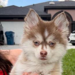 Liberty - Red and white female Pomsky puppy in Spring Hill, Florida from Besties Paw Life