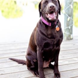 Double Doodle and Labrador Retriever All Grown Up from McCreary Highlander Labradors