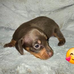 Scooby - Chocolate and tan male Dachshund puppy in Mulberry, Florida from J's Mini Dachshunds