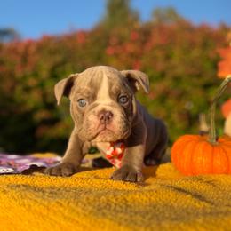 Tank - Blue tri-color male Bulldog puppy in Hopkins, Missouri from Mowry Creek Mini Aussiedoodles and More