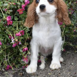 Felix - Blenheim male Cavalier King Charles Spaniel puppy in Lula, Georgia from Cavaliers by Crumley