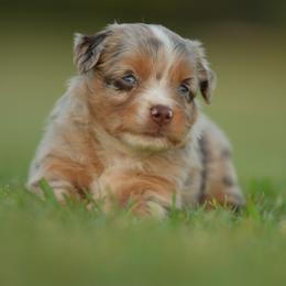 Penelope - Red merle female Toy Australian Shepherd puppy in Hartman, Arkansas from Southern Edition Aussies